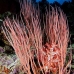 seawhip_pc_v_0705_png2016.jpg